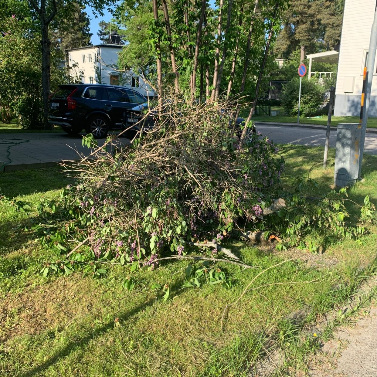 image of Grenar och ris - Bromma