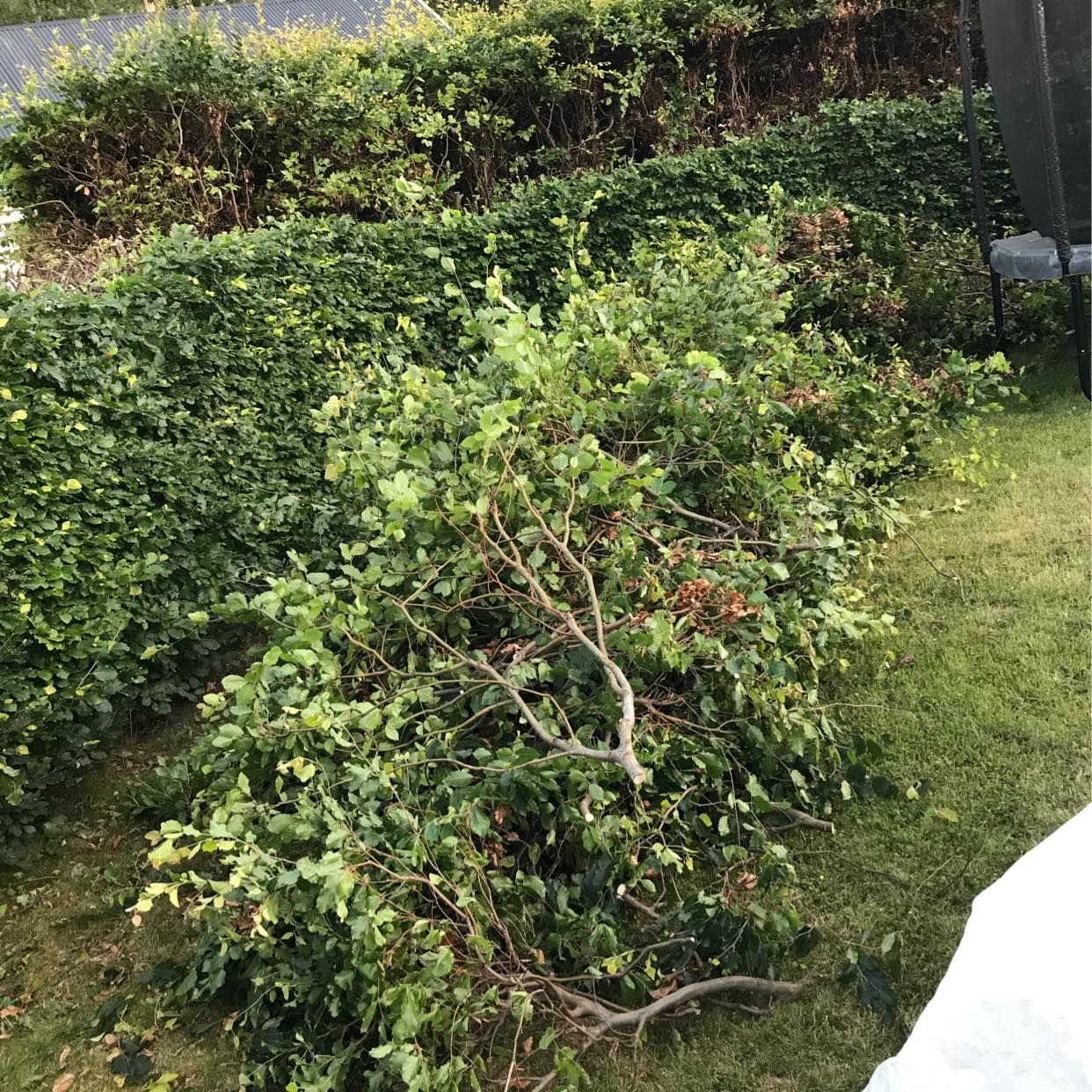 image of Hämta grenar från häck. - Tullinge