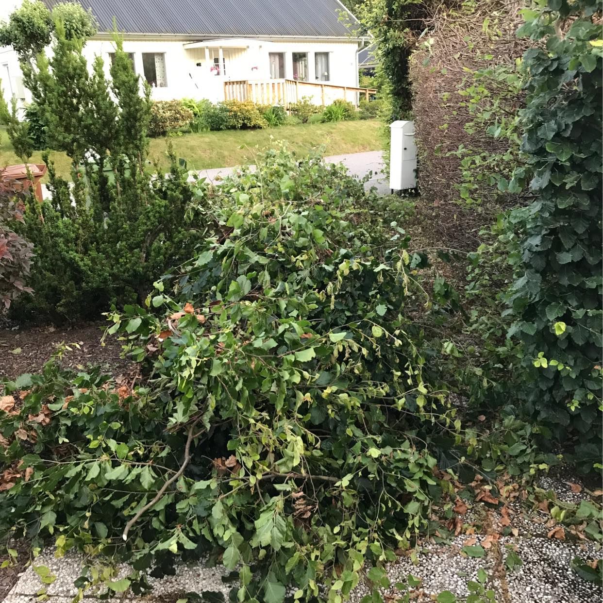 image of Hämta grenar från häck. - Tullinge