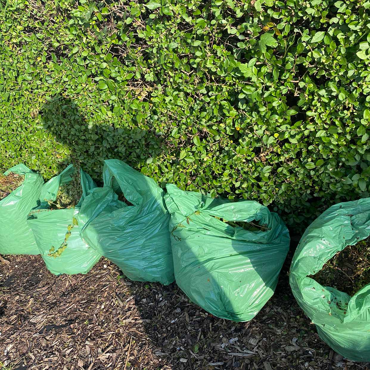 image of 5 bags of hedge trimmings - Barnet