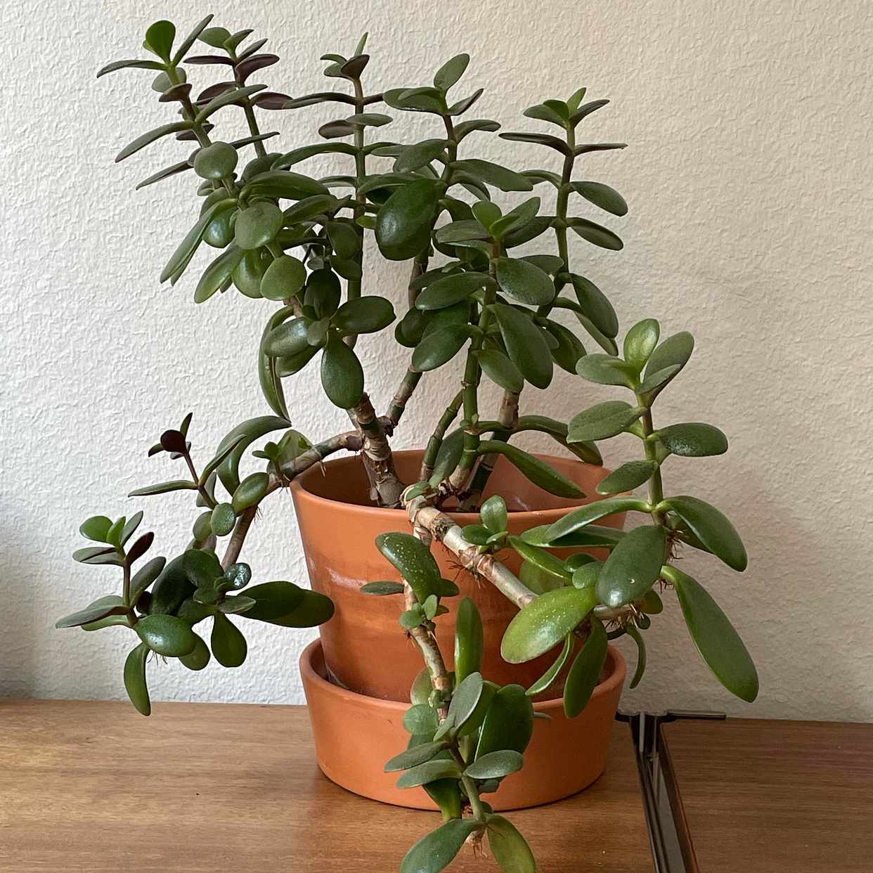 image of Plant to give away - Stockholm City