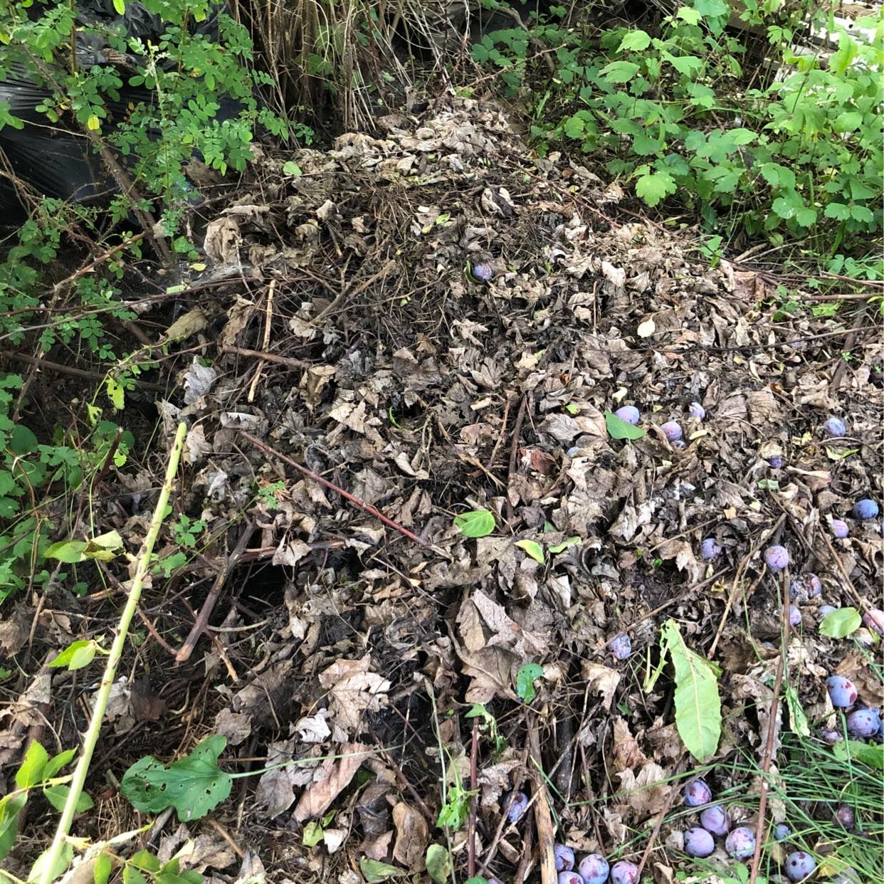 image of Garden waste removal - Täby