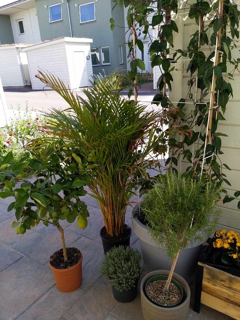 image of Pick up of plants - 