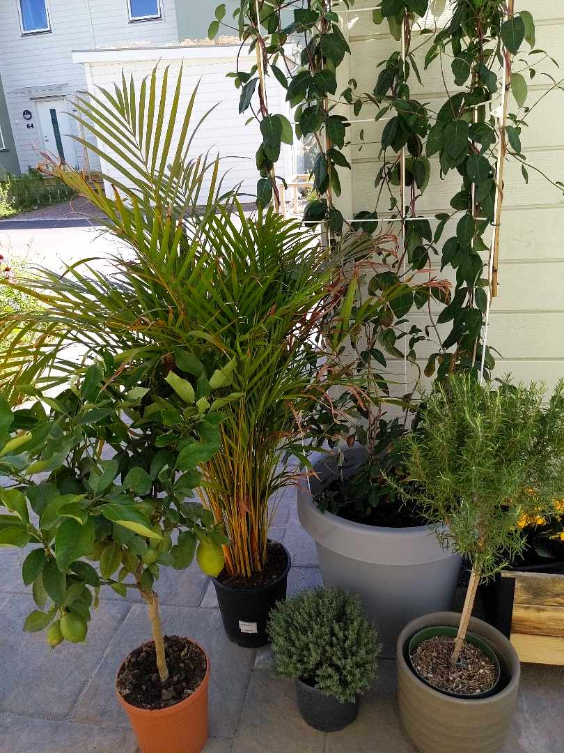 image of Pick up of plants - 