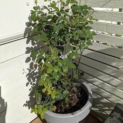 image of Pick up of plants - 