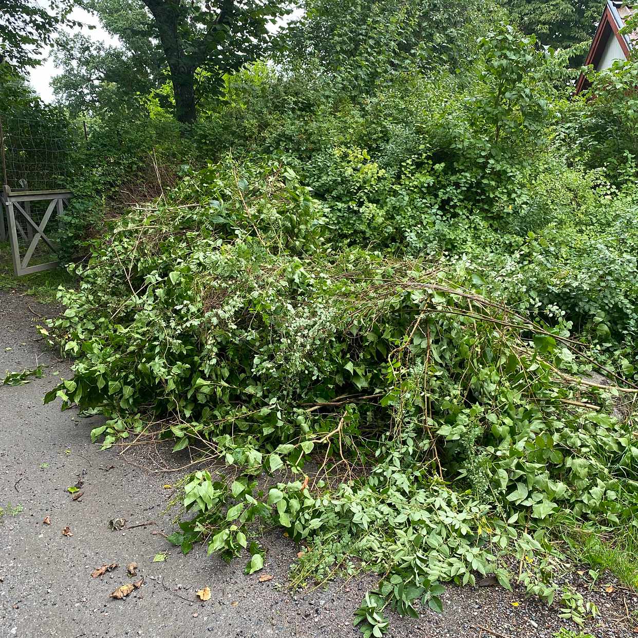 image of 2 piles of branches - Lidingö