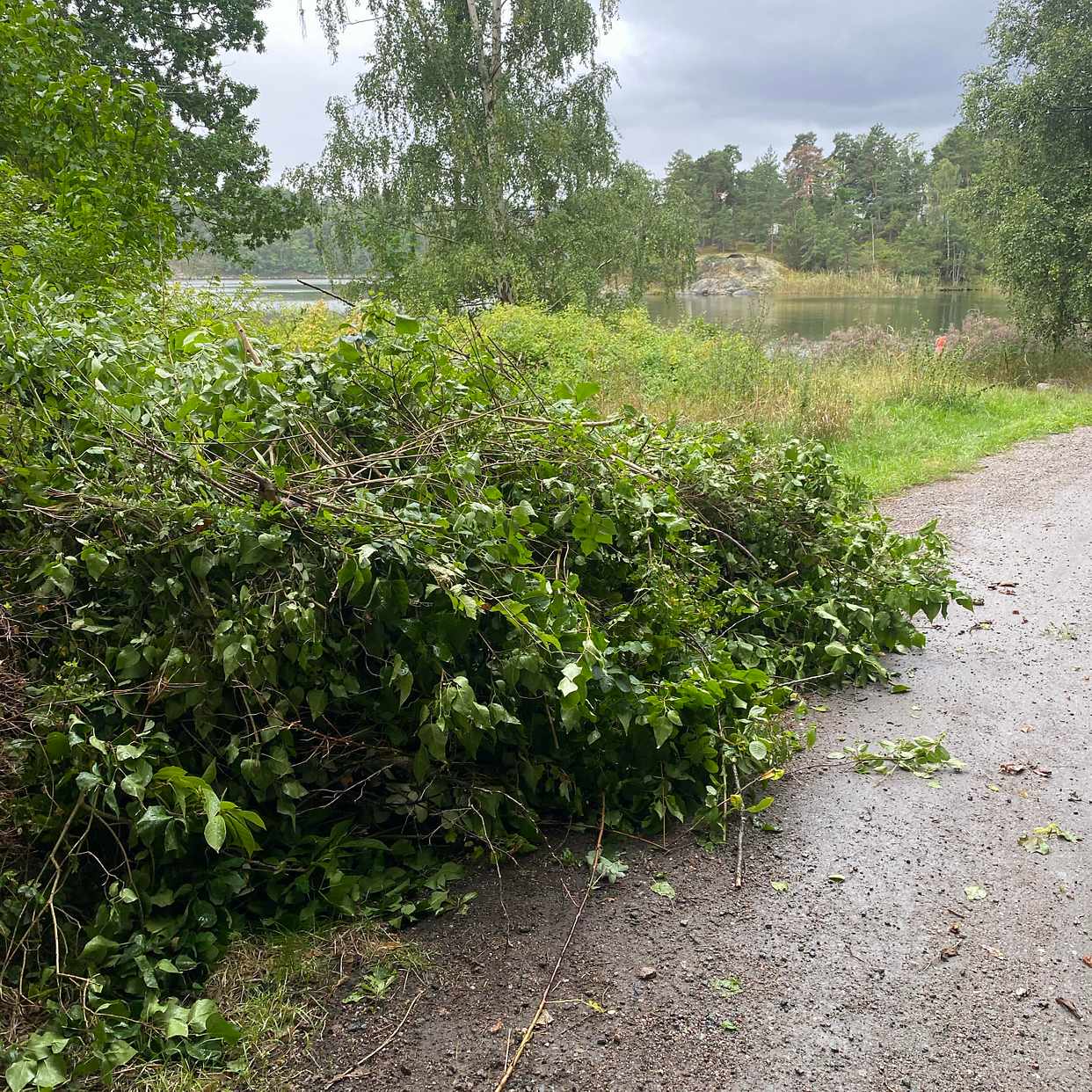 image of 2 piles of branches - Lidingö