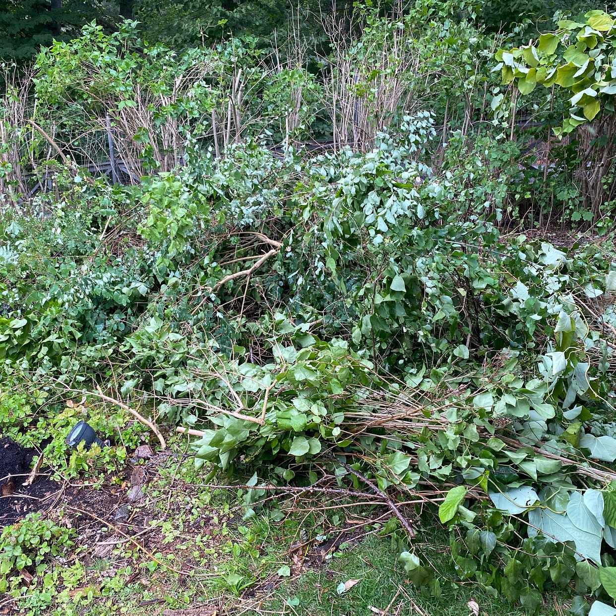 image of 2 piles of branches - Lidingö
