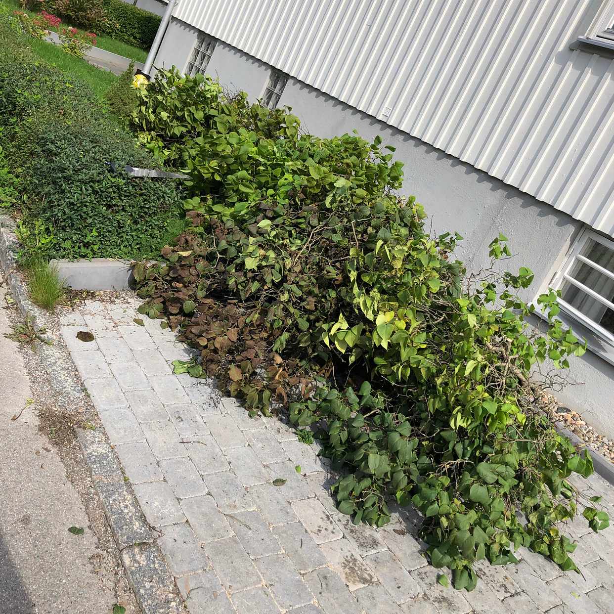 image of Kvistar, trädstam. - Enskede
