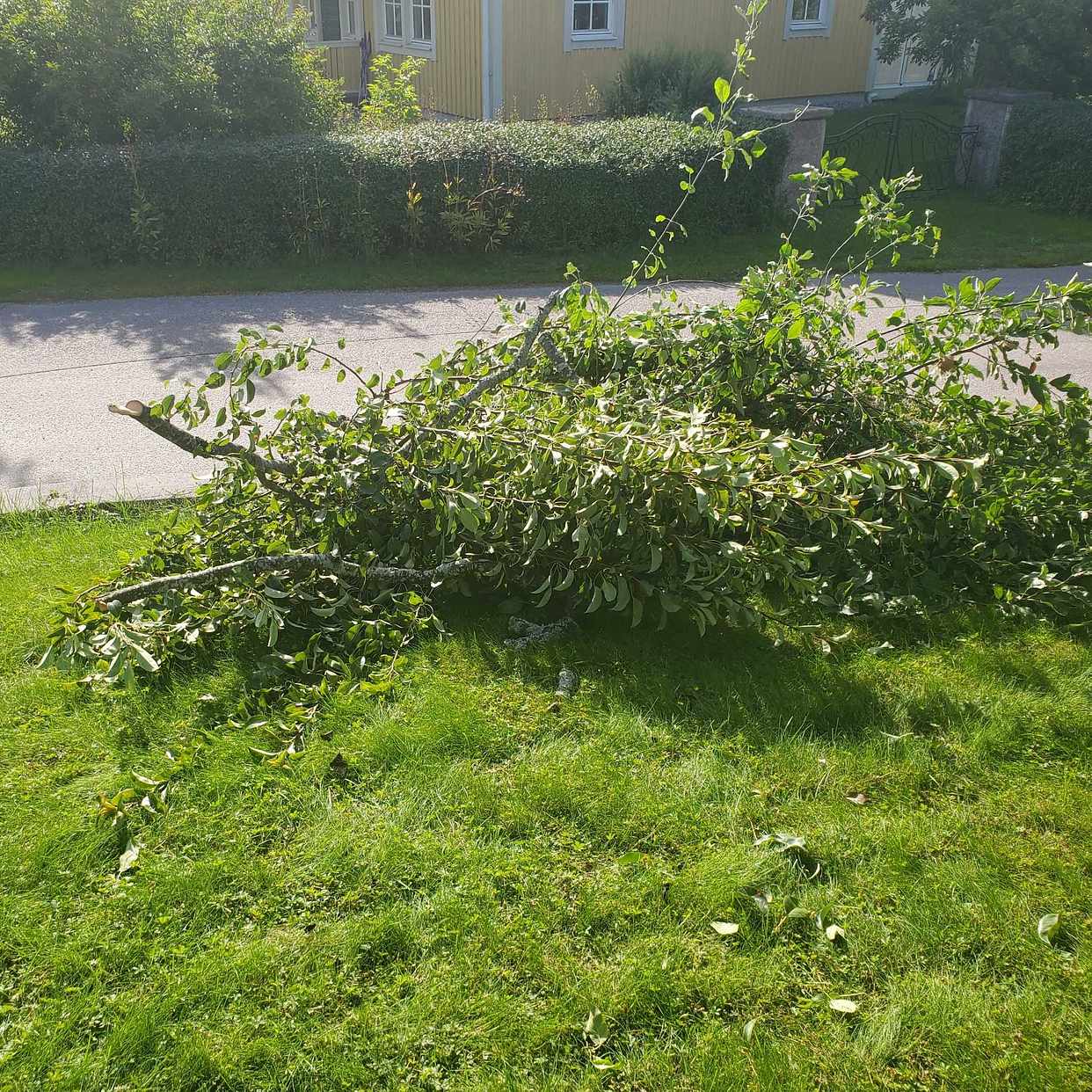 image of Grenar from frukt träd - Sollentuna