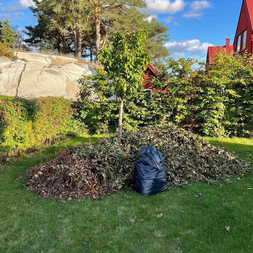 image of Häck rens - Sigtuna