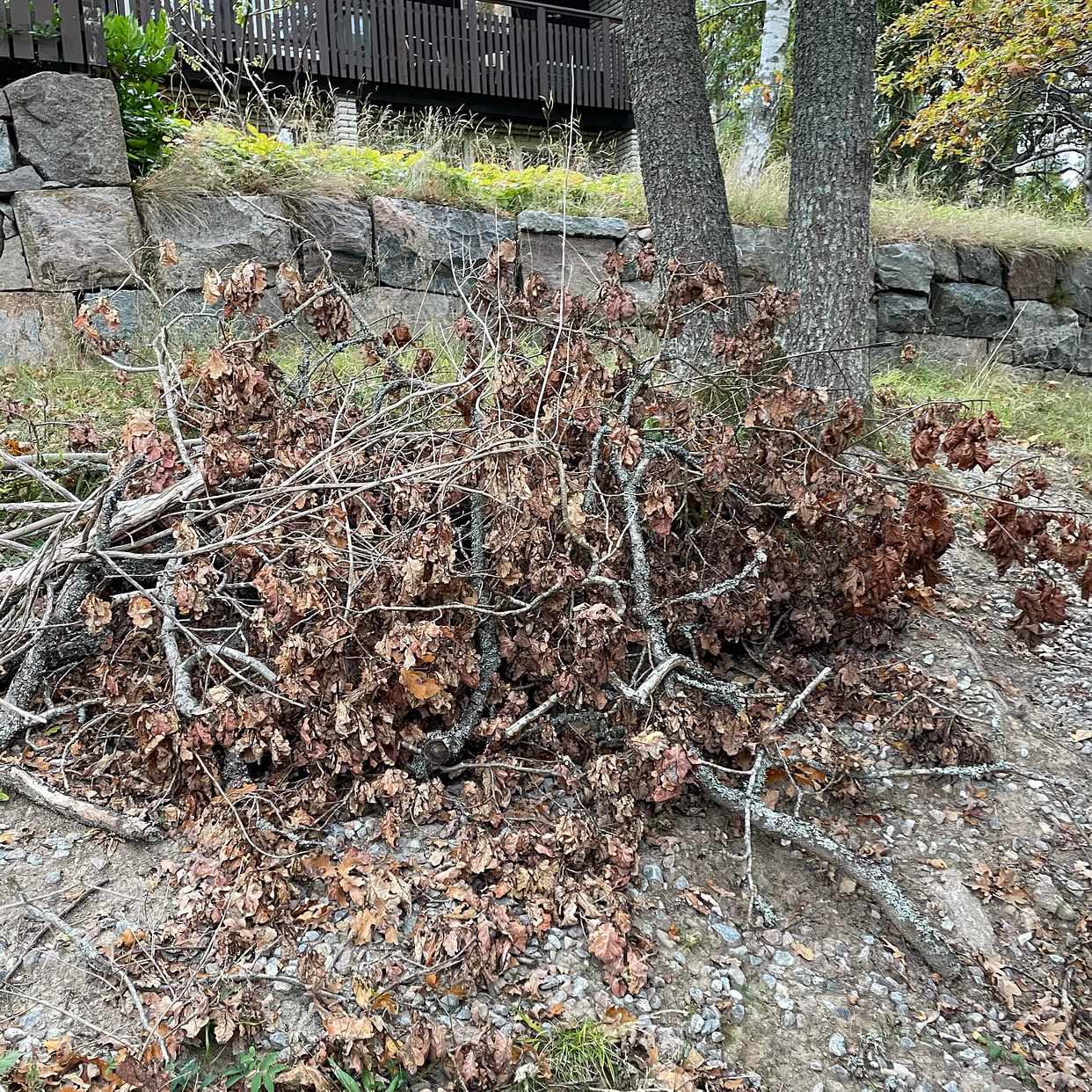 image of Grenar, ris och slipers - Trångsund