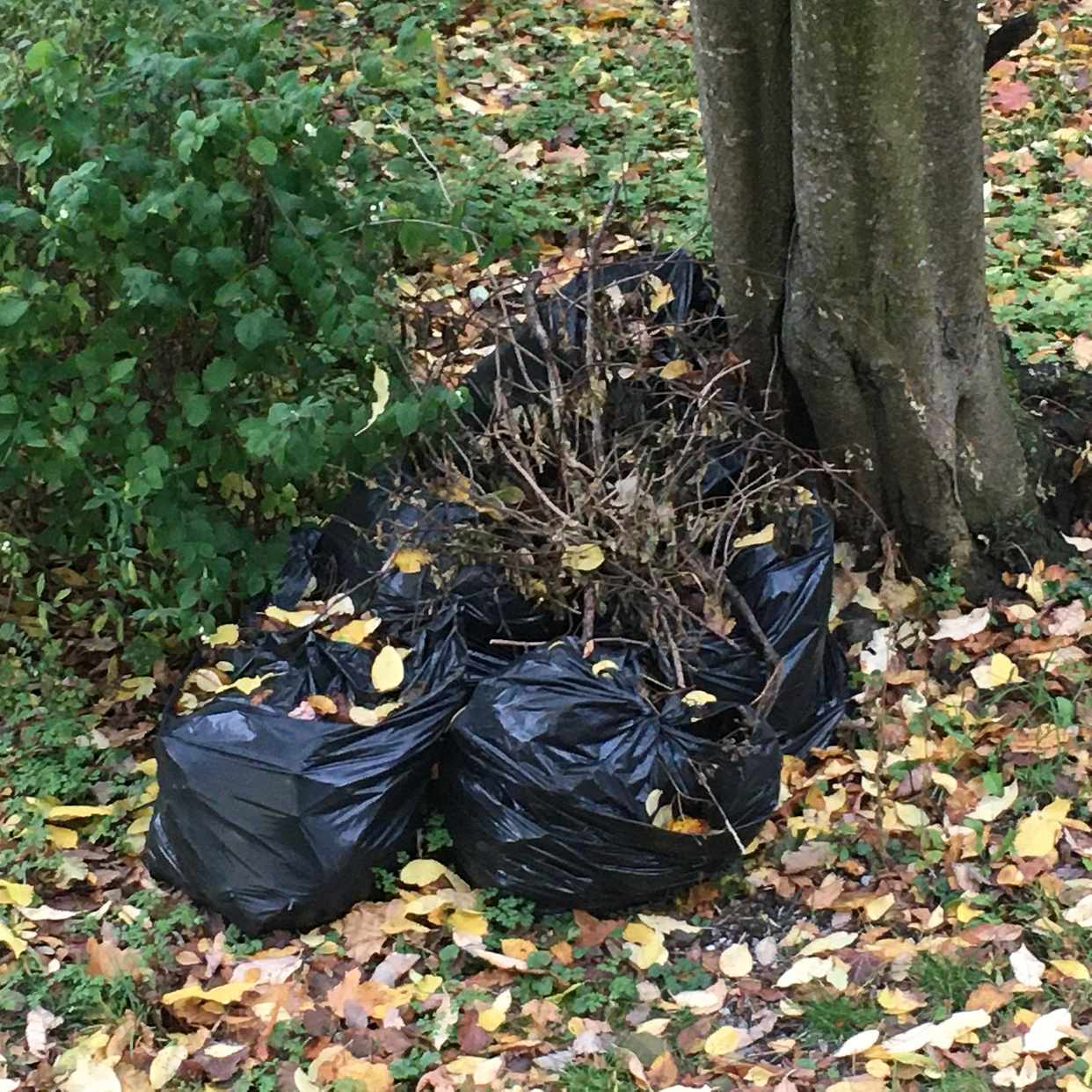 image of Small garden waste - Årsta