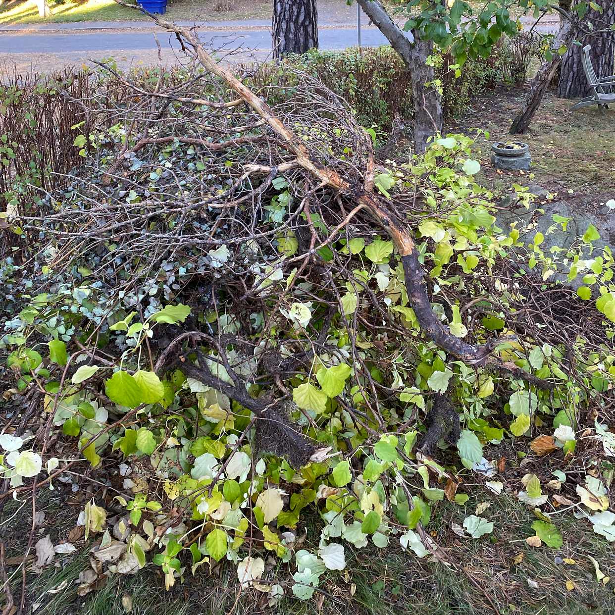 image of Slänga trädgårdsavfall - Bromma