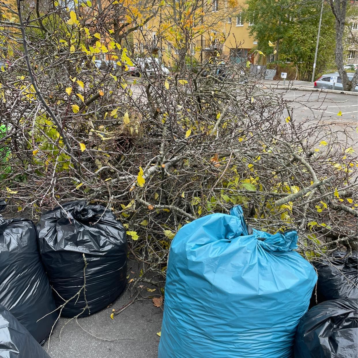 image of Soppåsar med löv, grennar - Hägersten