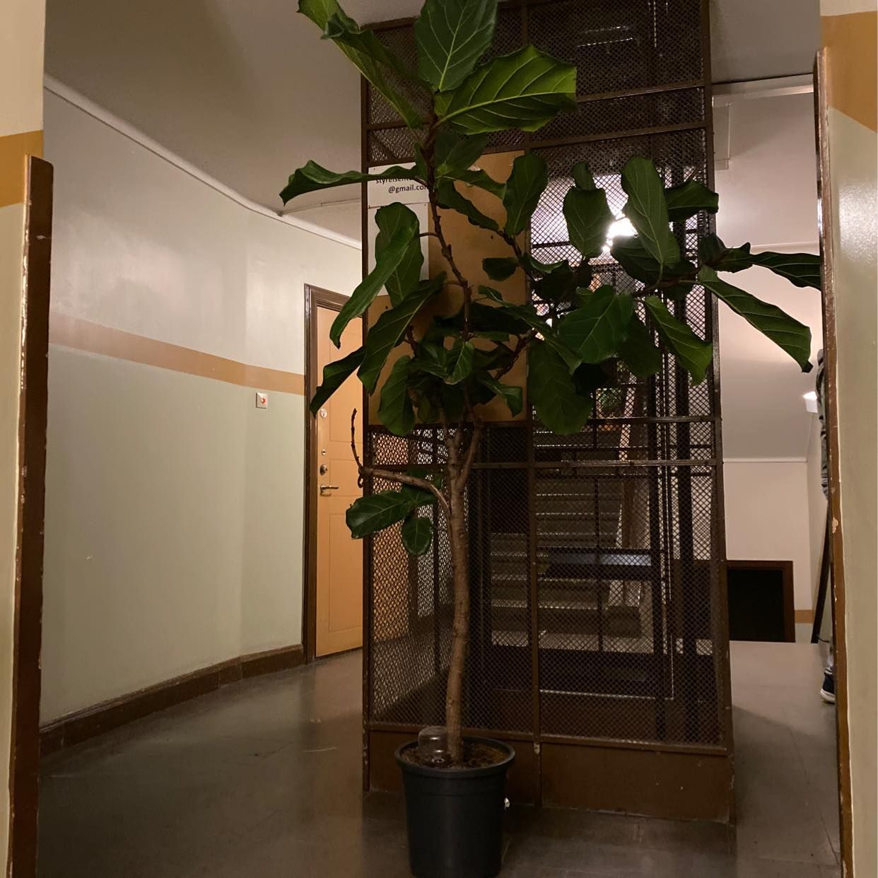 image of Move a tree - 