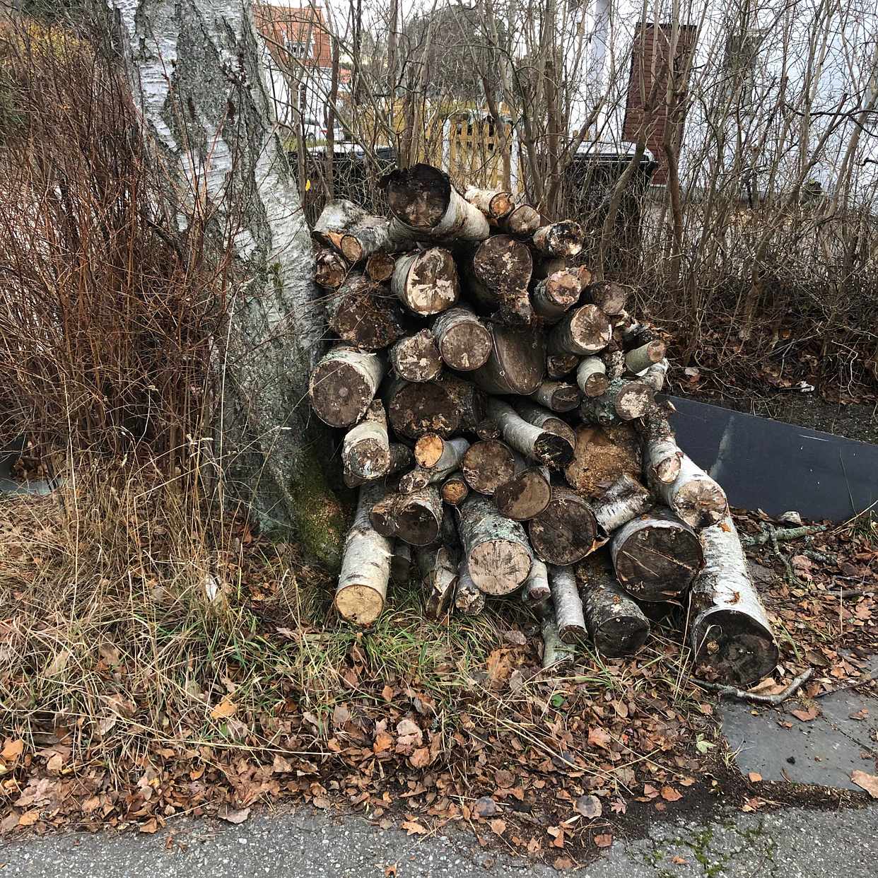 image of Bortforsling björkved - Hägersten