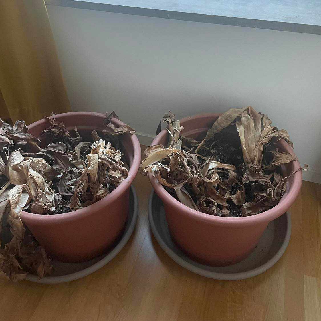 image of Two large plant pots - Stockholm