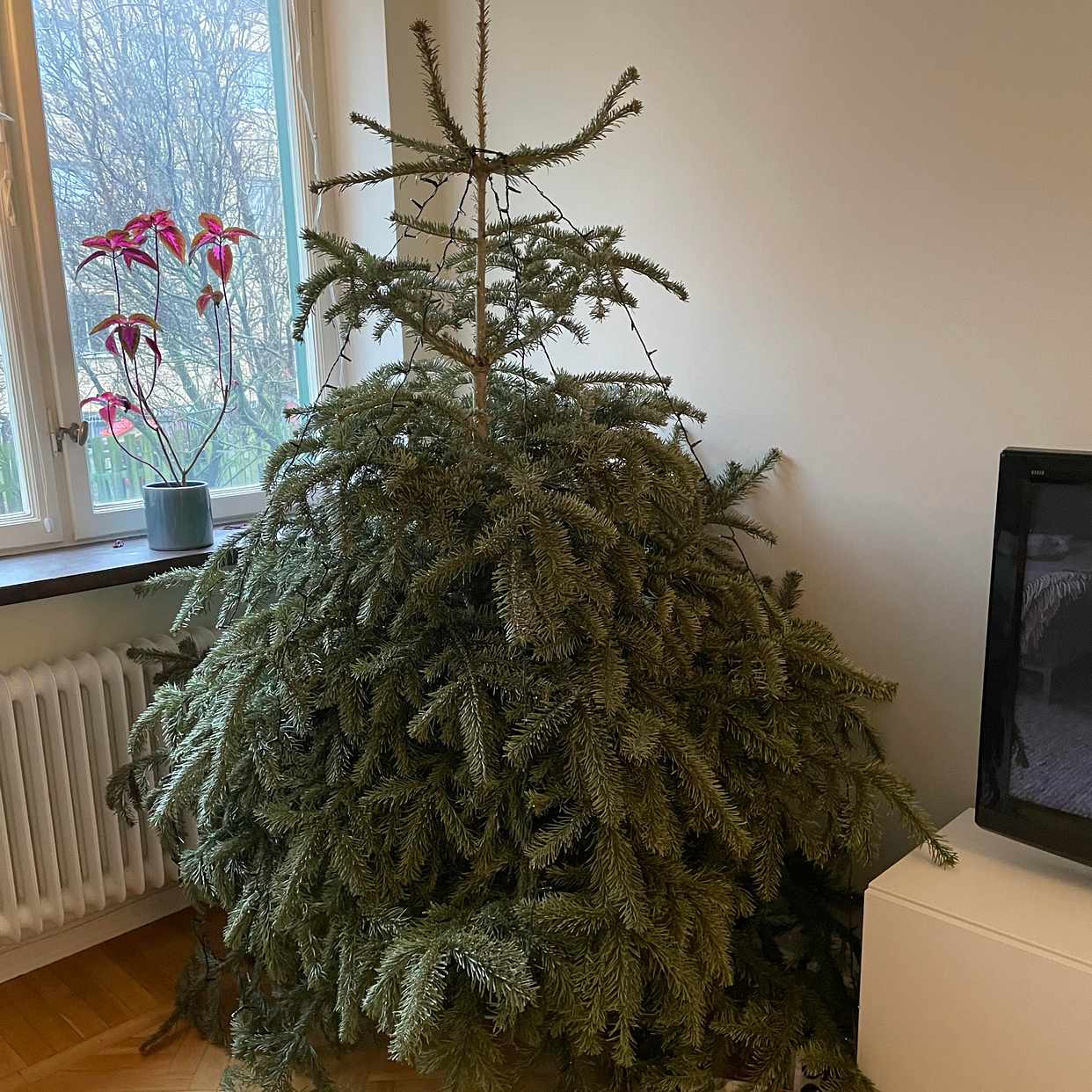 image of Hämtning julgran - Malmö