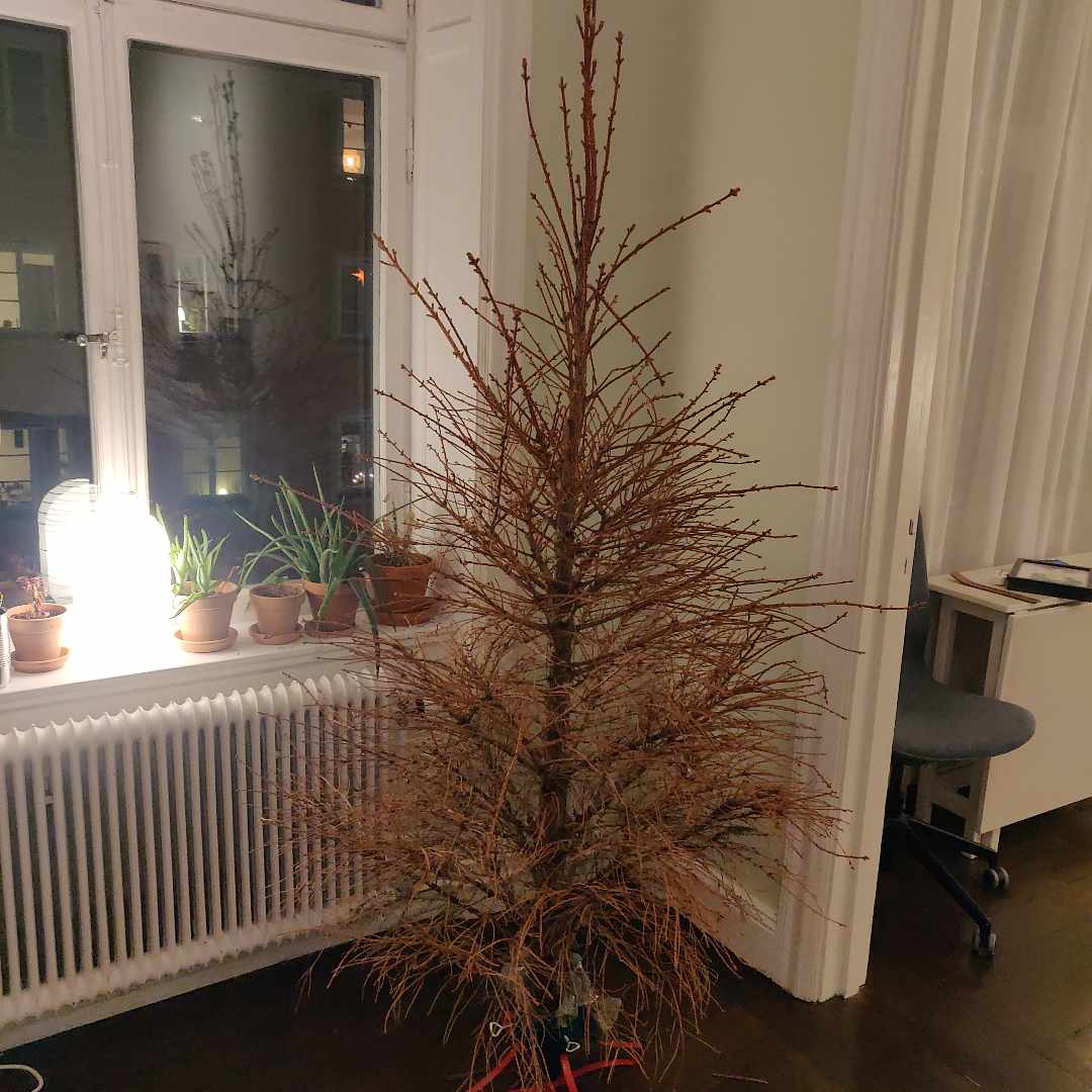 image of Trött gran återvinnes - Stockholm