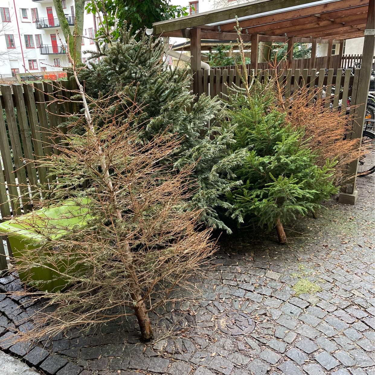 image of Julgranar - Göteborg