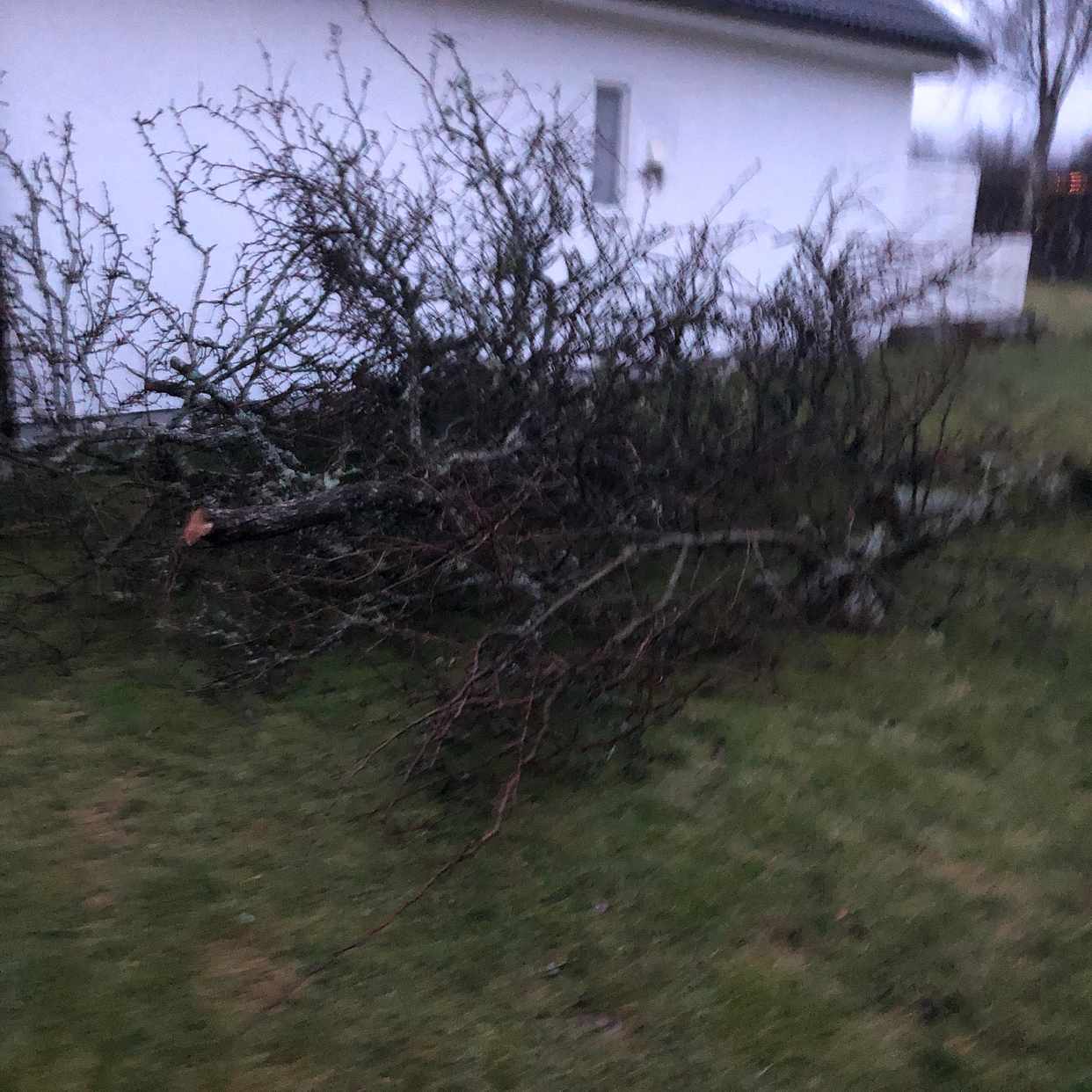 image of Bortforsling av träd - Nödinge