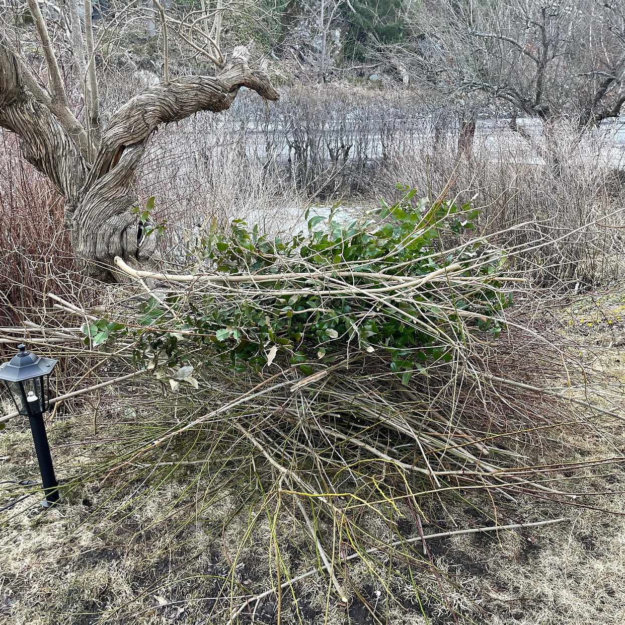 image of Hämtning av buskar/träd - Saltsjöbaden