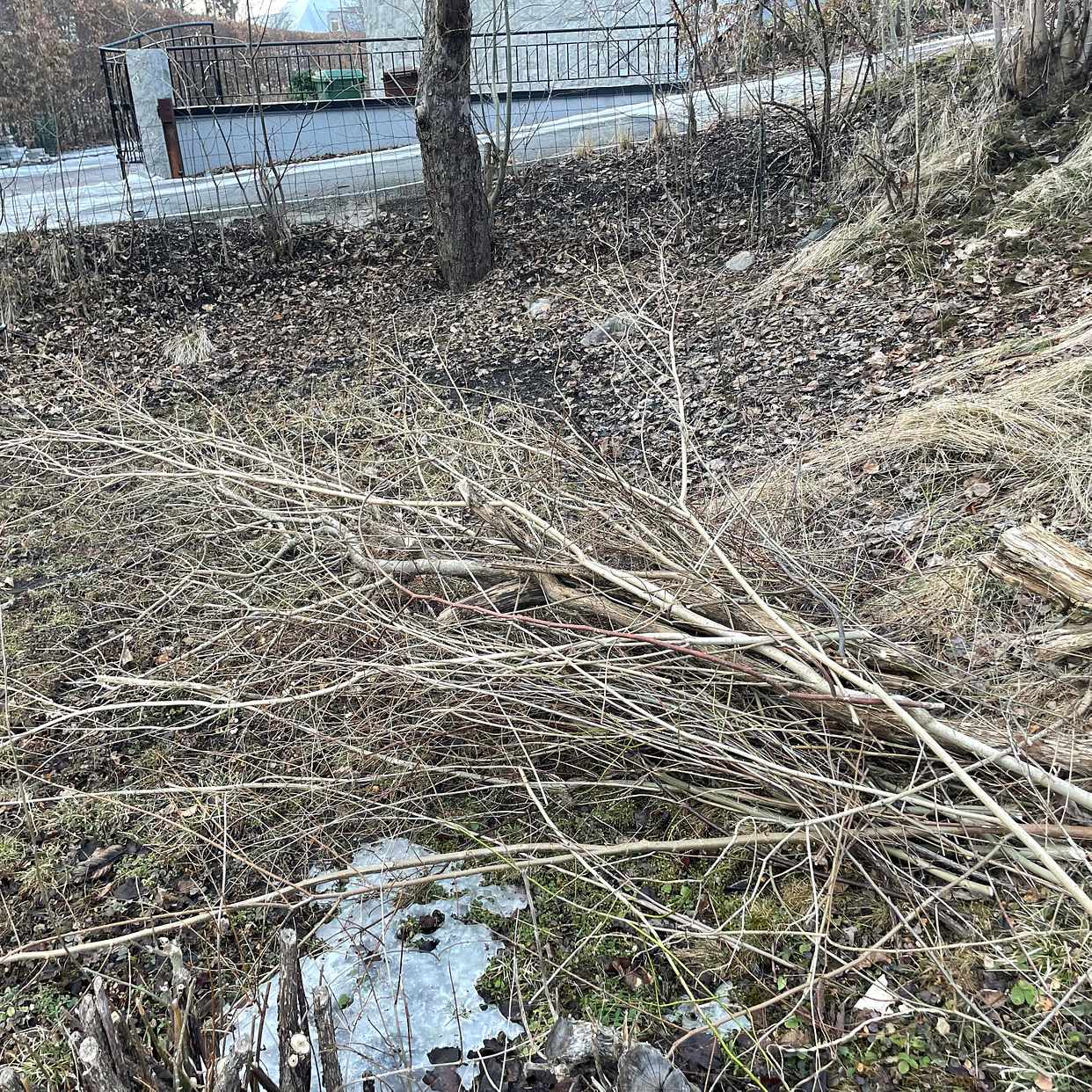 image of Hämtning av buskar/träd - Saltsjöbaden