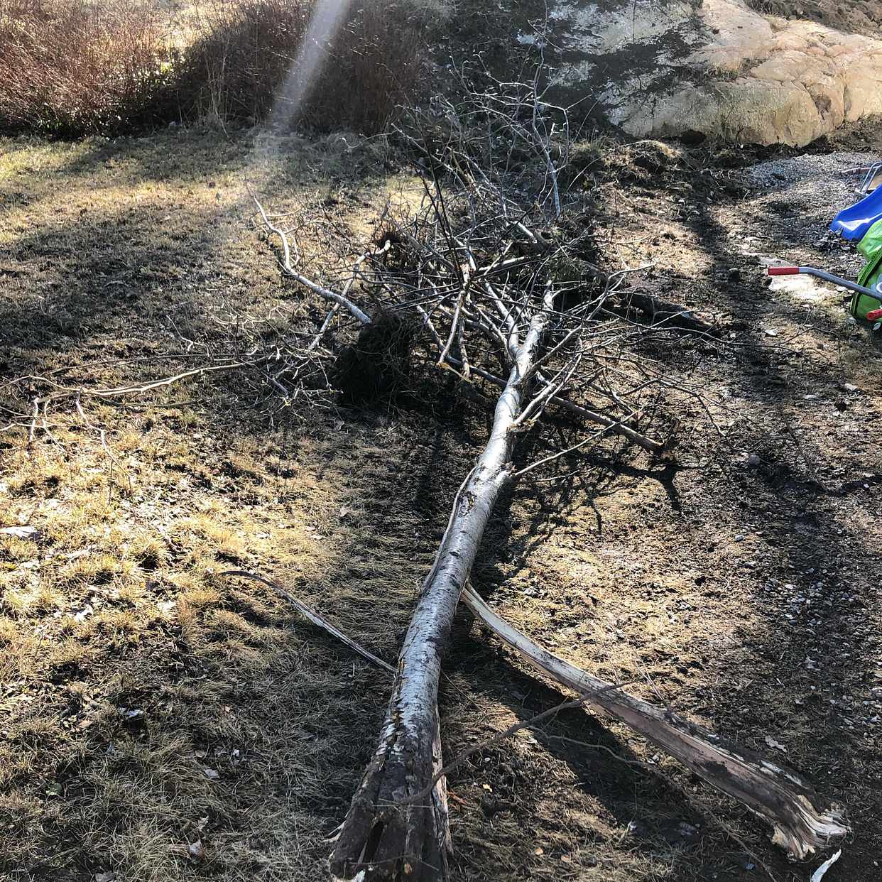 image of Hög ris samt mindre träd - Täby