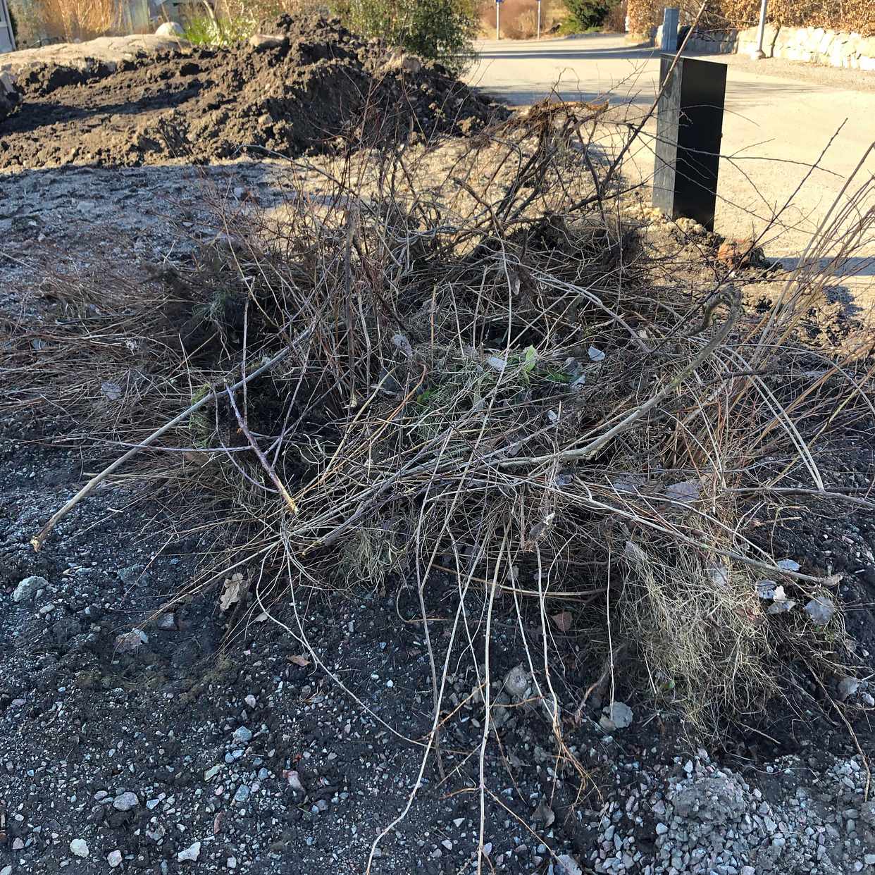 image of Hög ris samt mindre träd - Täby