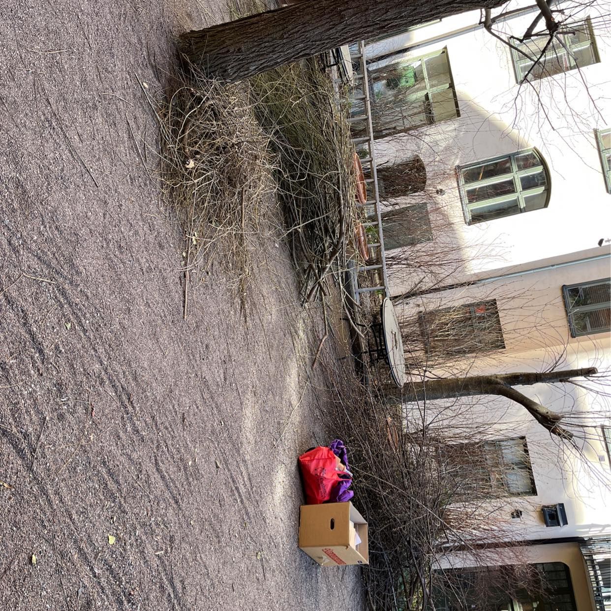 image of Grenar kvistar kartong - Stockholms Stad
