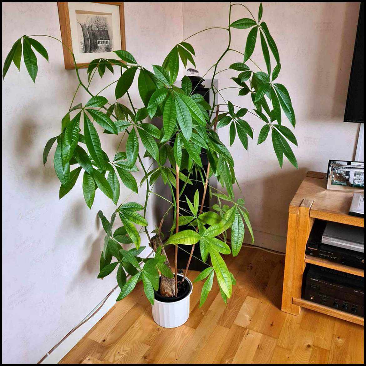 image of Växt 130cm - 