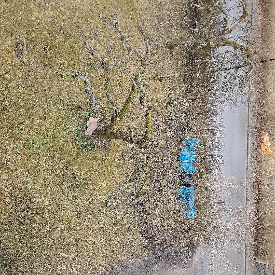 image of Ris och löv - Bromma