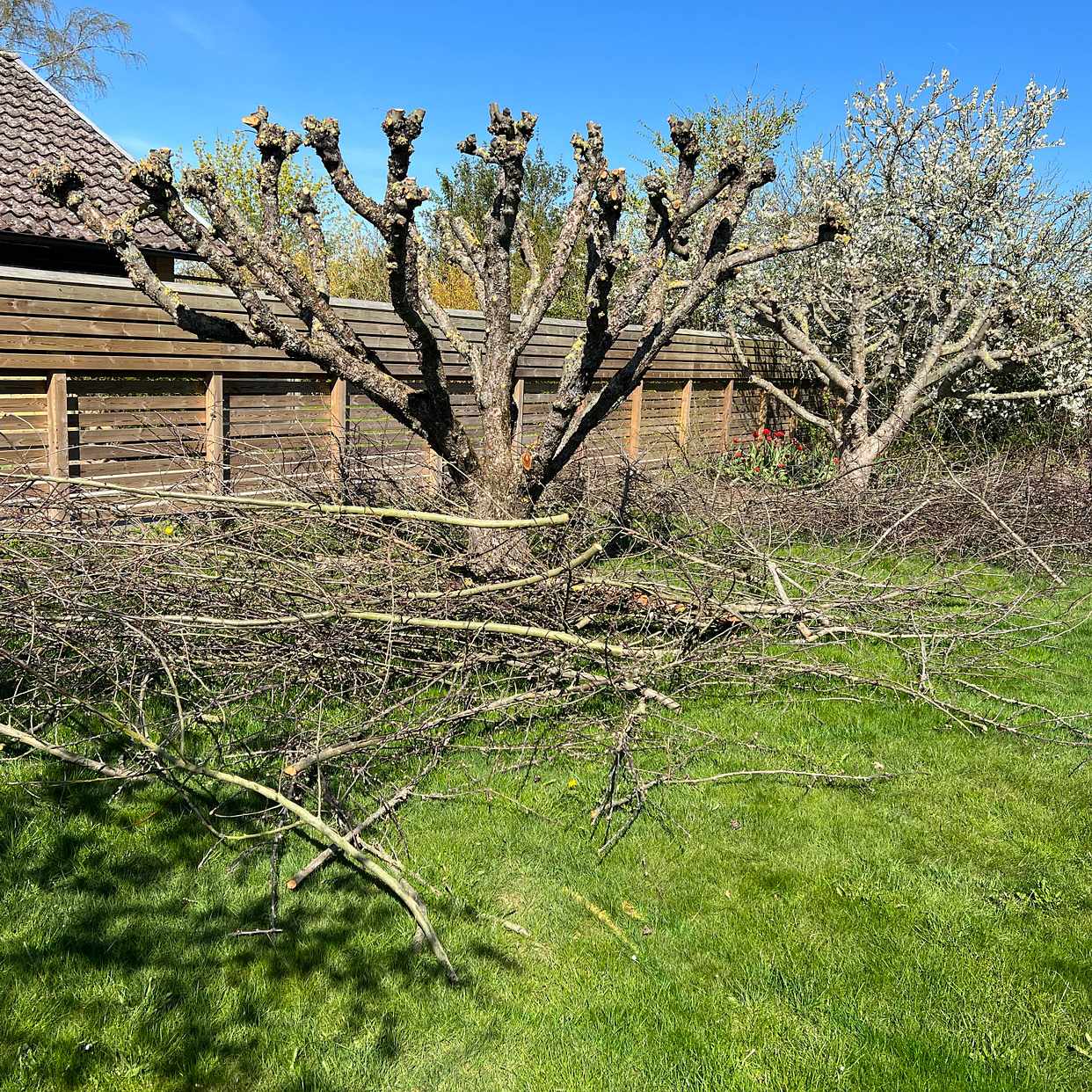 image of Bortforsling av grenar - Lund
