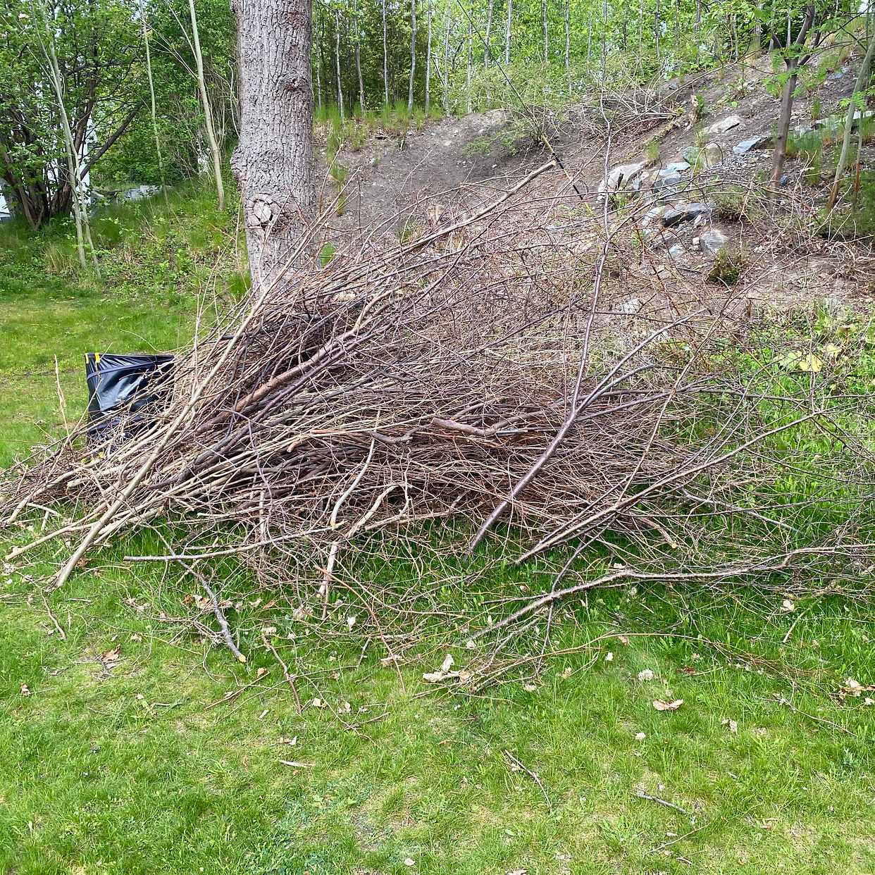 image of Bortforsling grenar/buska - Saltsjöbaden