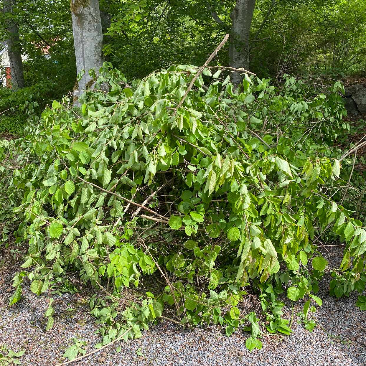 image of Hämta grenar och ris - Österskär