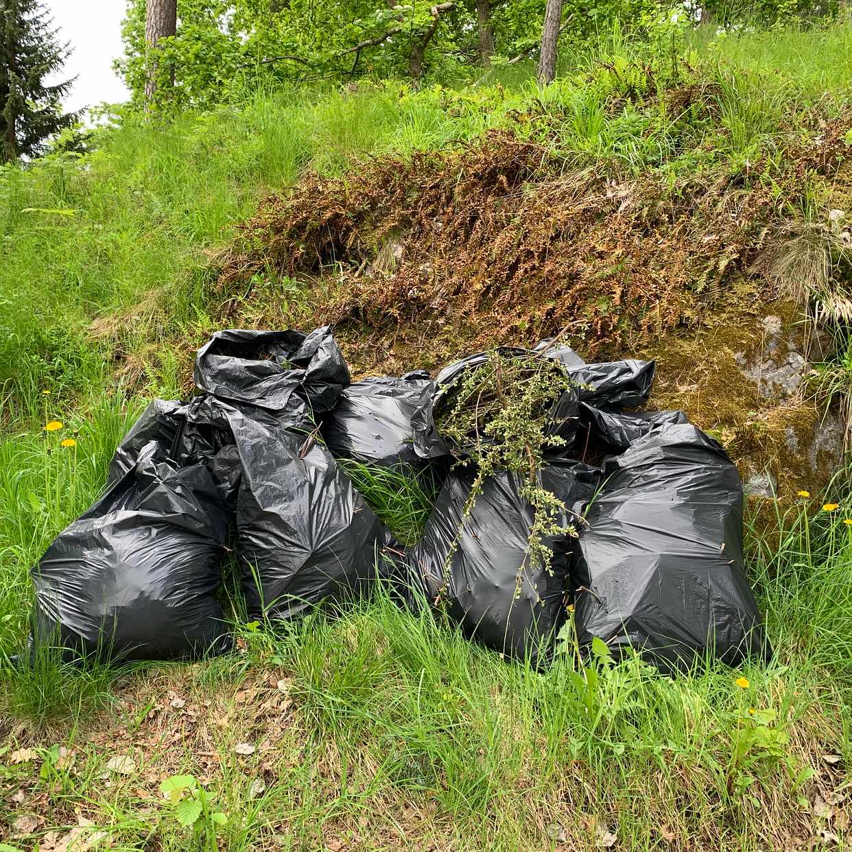 image of Köra säckar med ris. - Trångsund