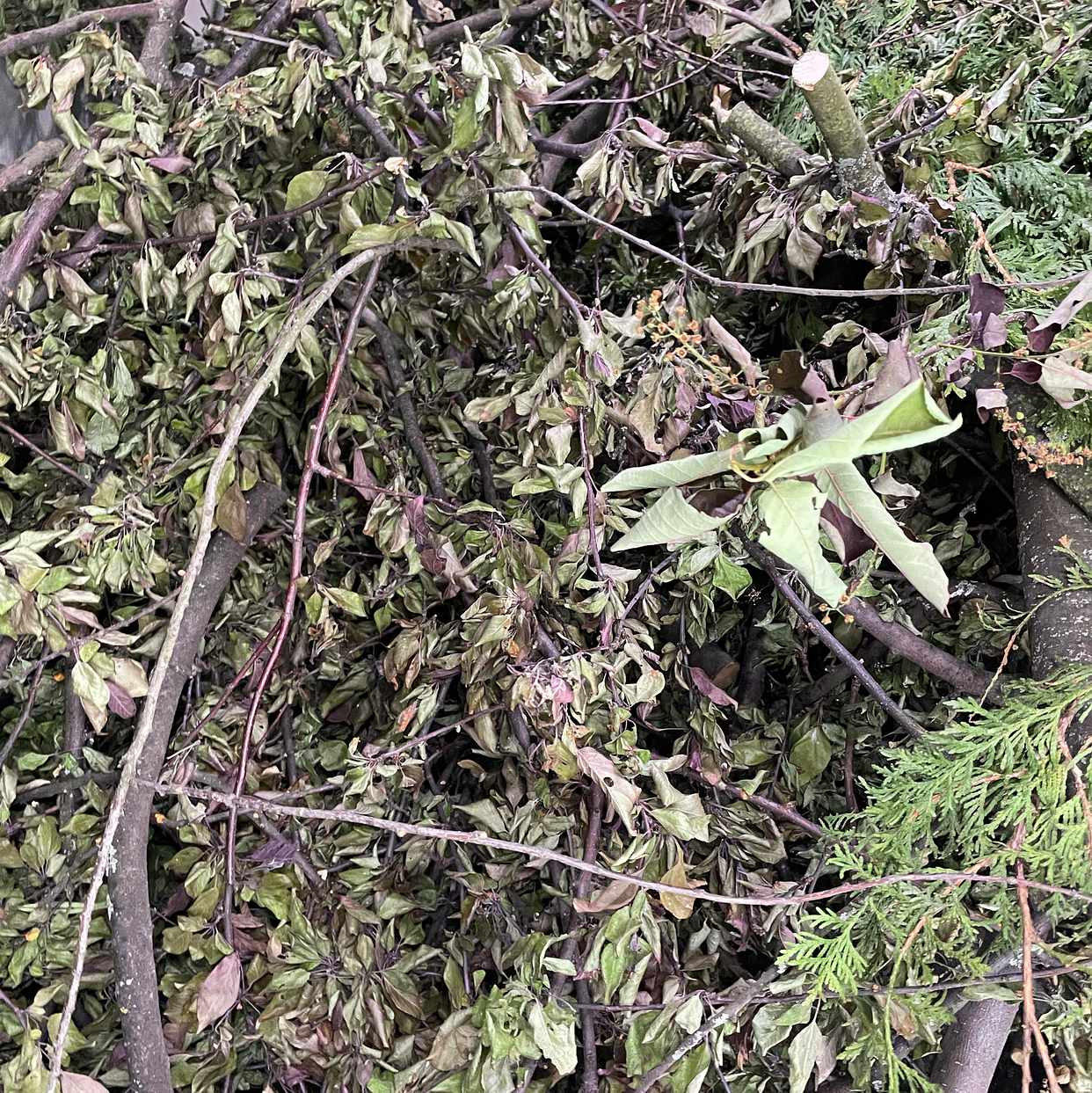 image of Garden waste - Lidingö