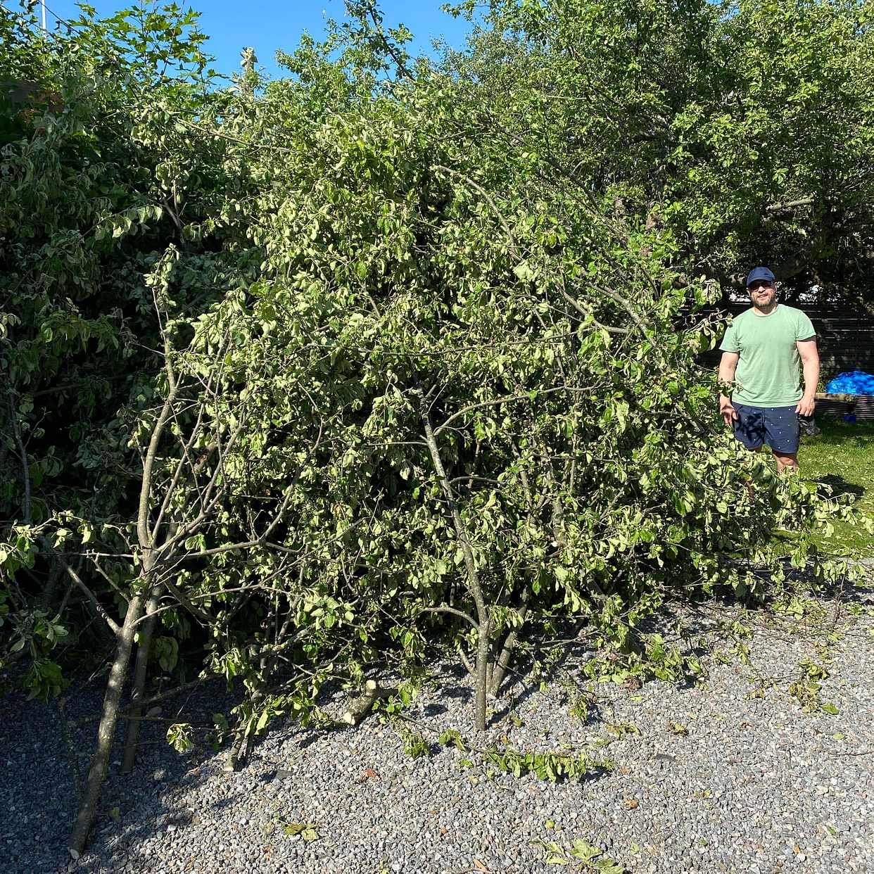 image of Stor mängd grenar - Älvsjö