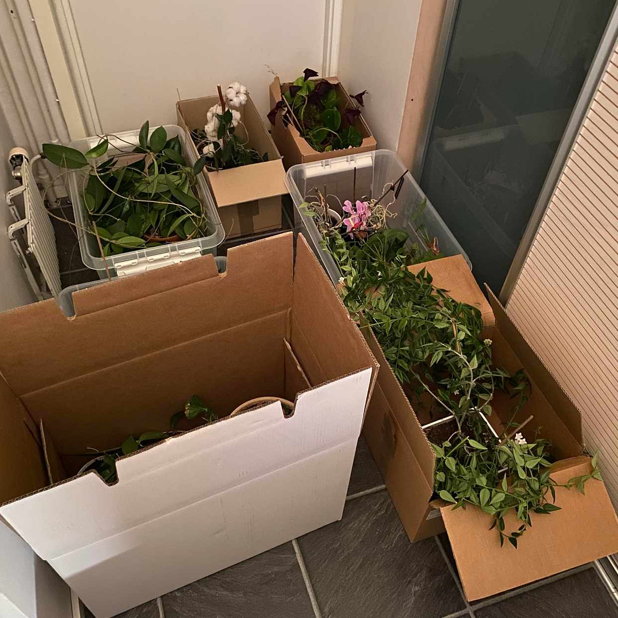 image of Cardboard boxes w plants - 