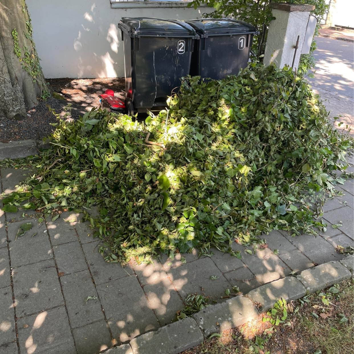 image of Hämta murgröna och löv - Malmö