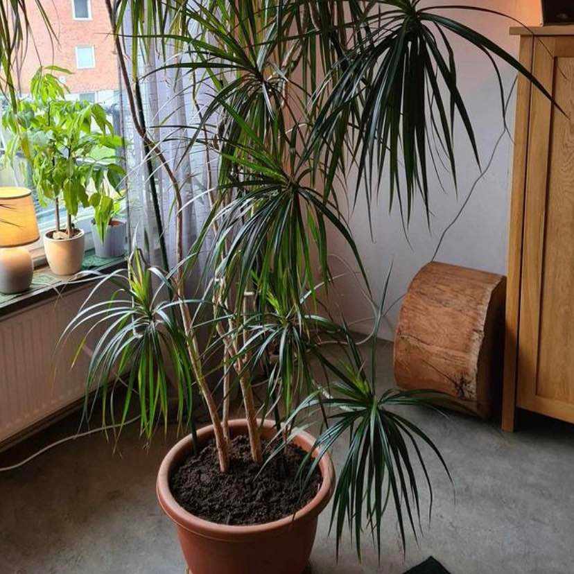 image of Dracena palm tree - 