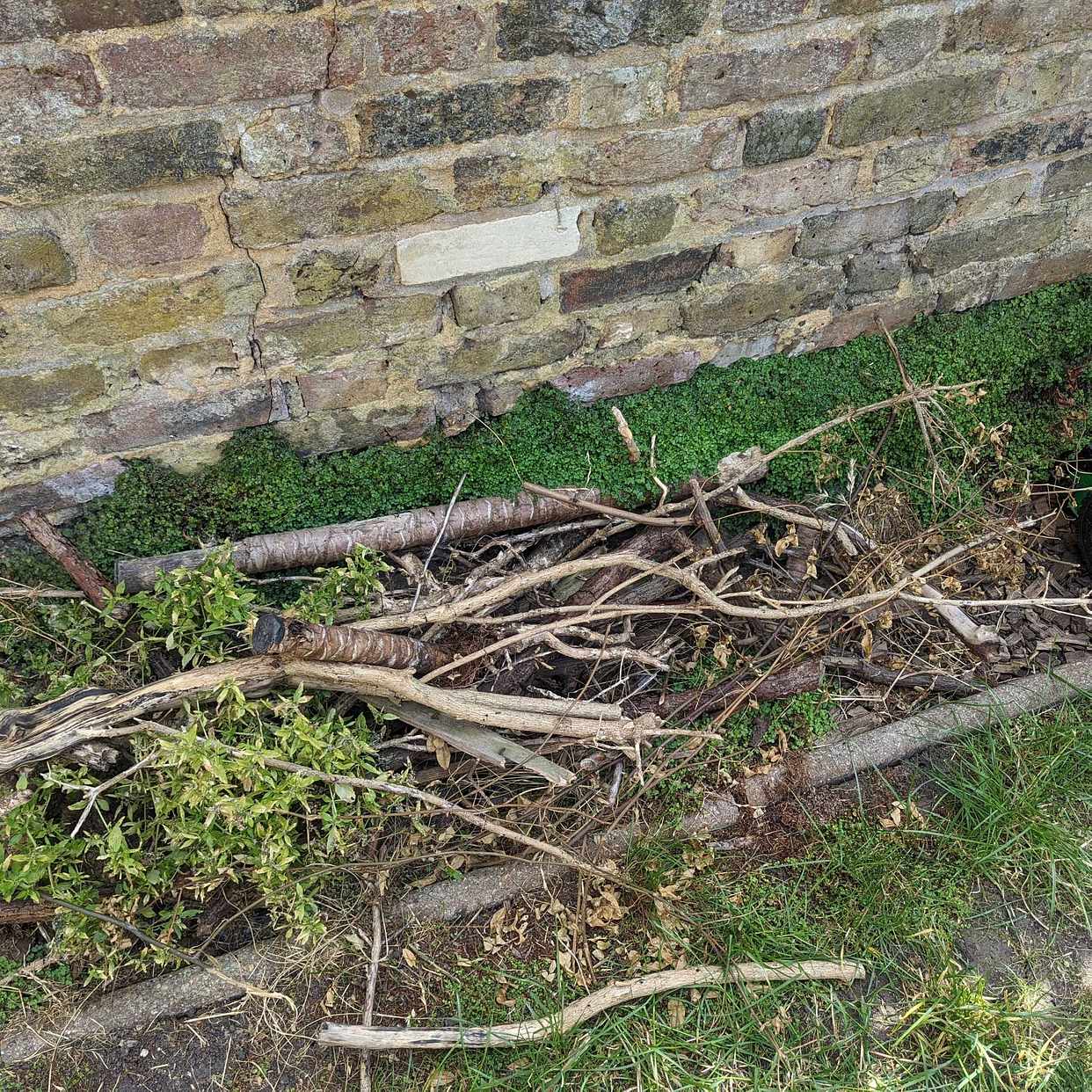 image of Various garden waste - London