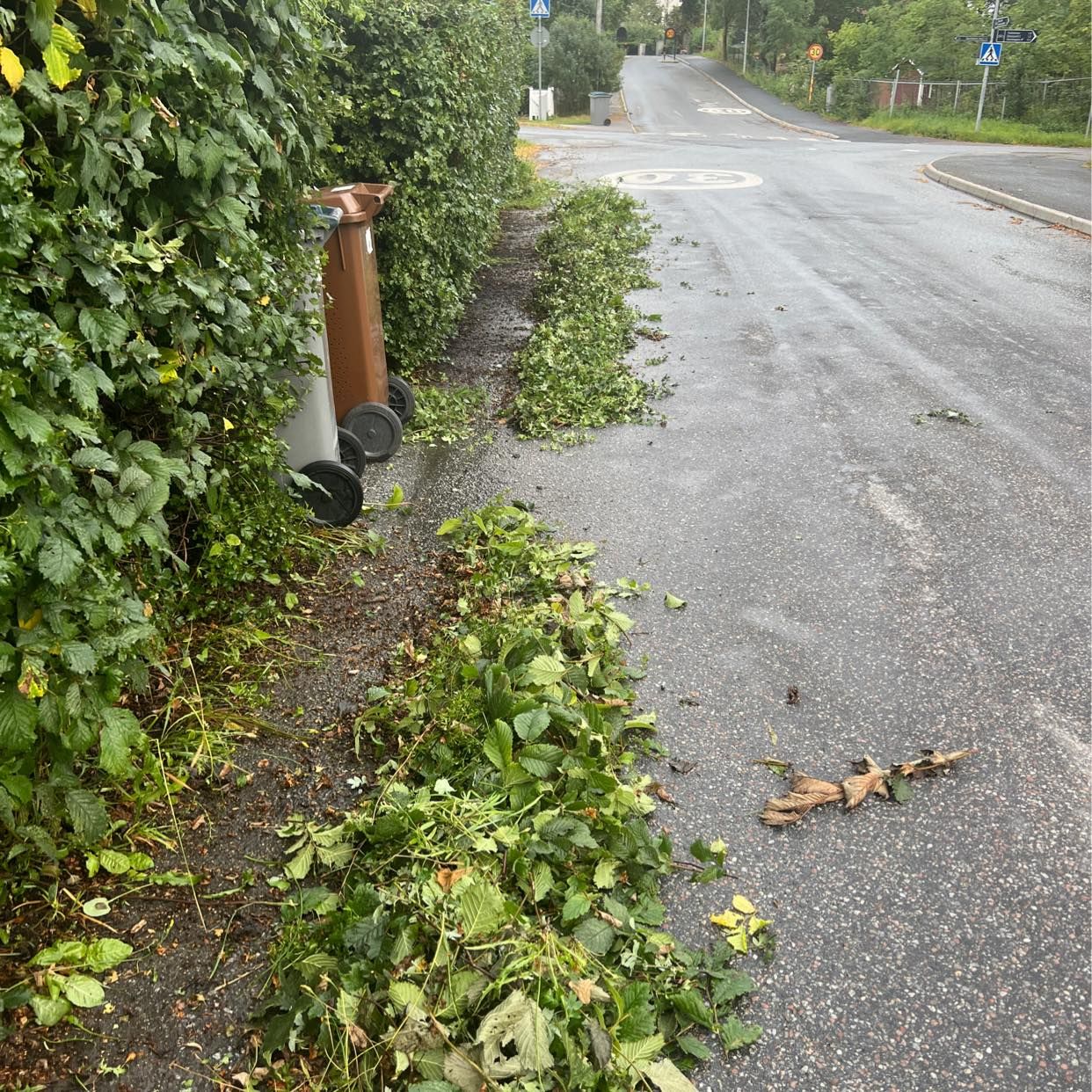 image of Ta bort grenar - Djursholm