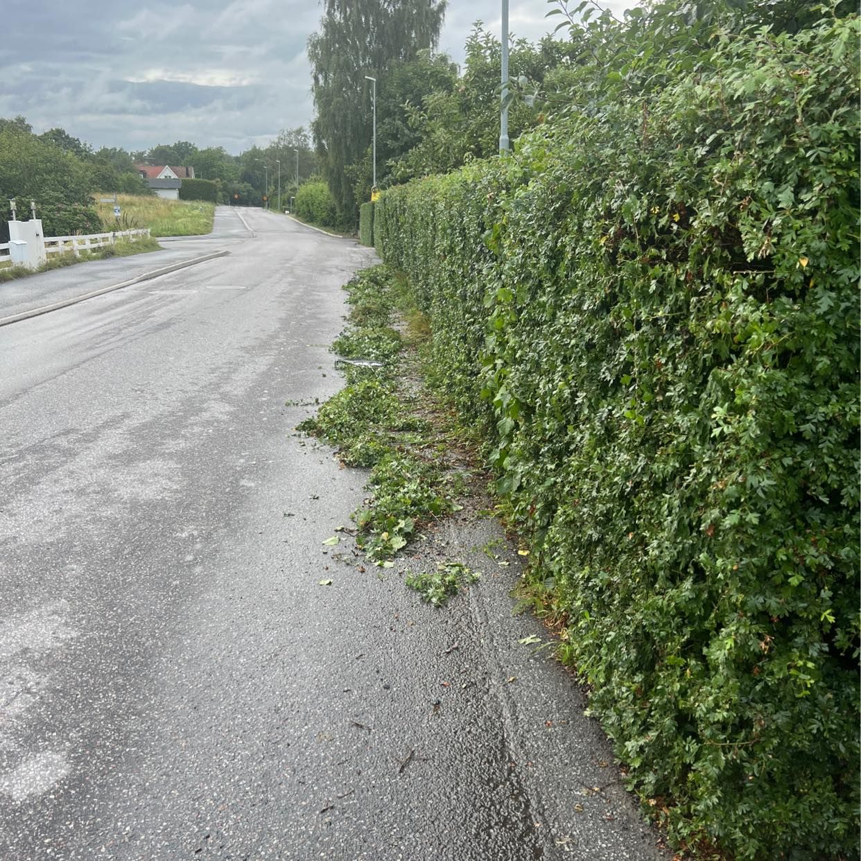 image of Ta bort grenar - Djursholm