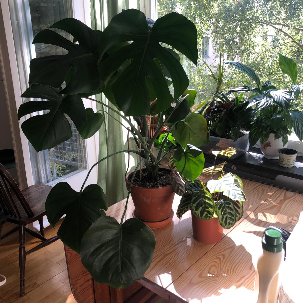 image of Giveaway plants - Hägersten
