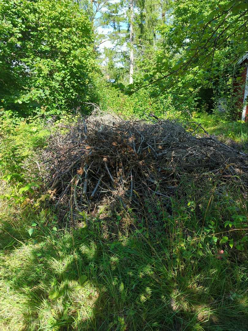 image of Sly, grenar och stockar - Grisslehamn