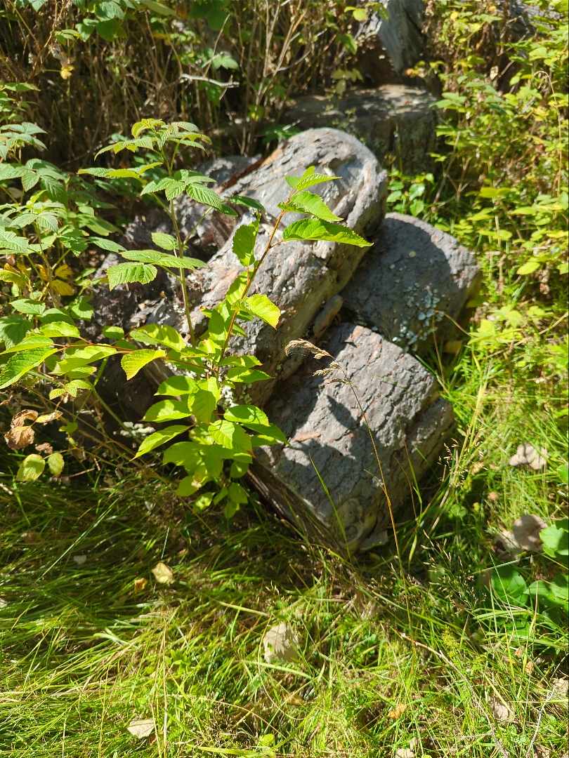 image of Sly, grenar och stockar - Grisslehamn