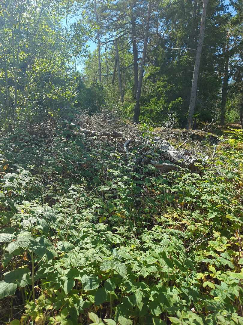 image of Sly, grenar och stockar - Grisslehamn
