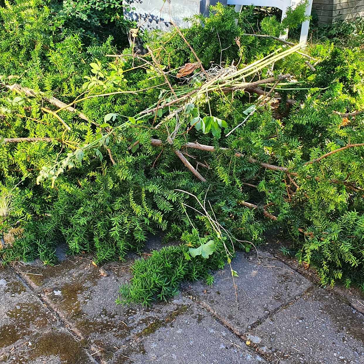image of Tree cuttings to remove - Skärholmen
